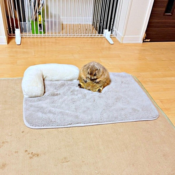 ライブドアニュース tweet media