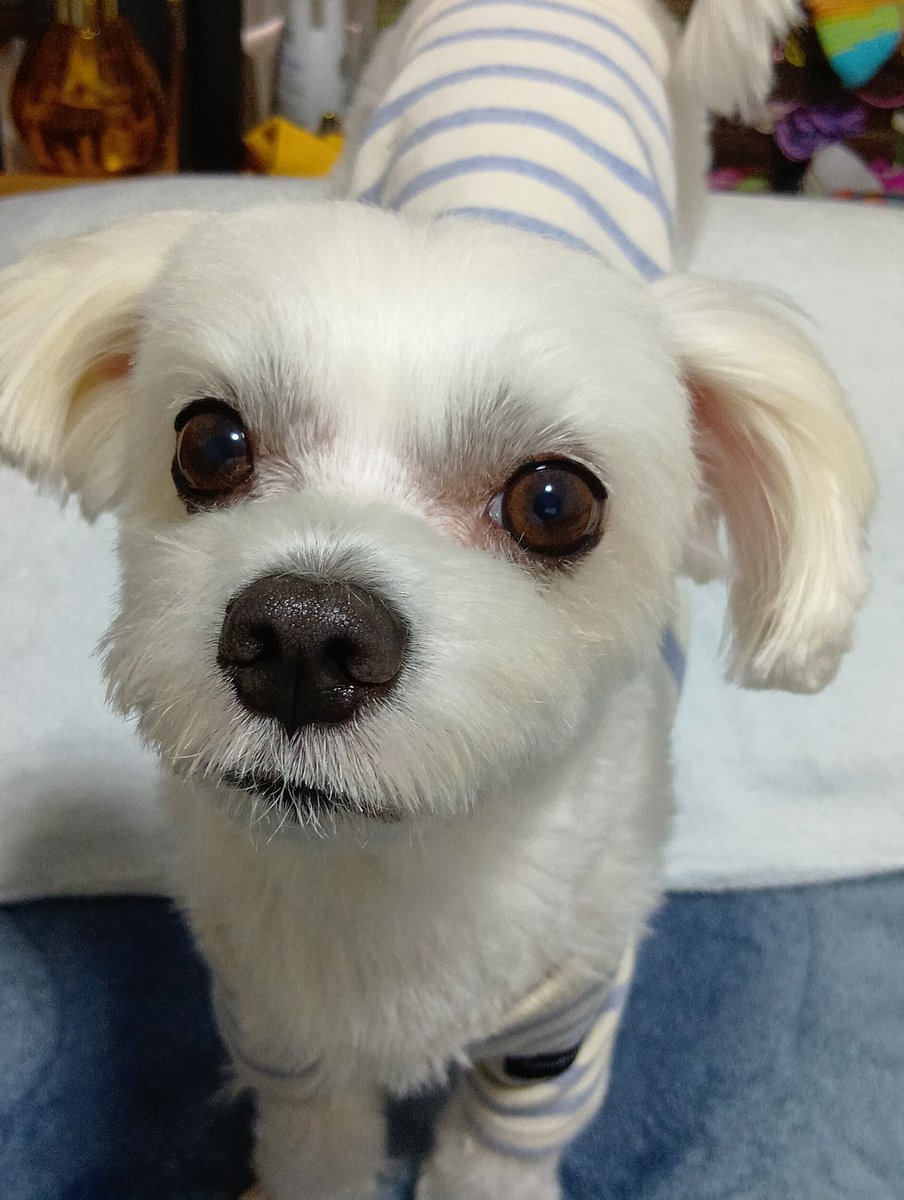 musashimam's tweet photo. ボク、雪丸。
頑張ったんだけど、天国に行くことになっちゃった。
飼い主は今、編んだり縫ったりできないんだ。僕ももうチェックしてあげられないしね〜💦
編んだり縫ったりできるのは幸せなことなんだって。
今までありがとう。
さようなら🌸
#感謝
#マルチーズ https://t.co/SRHZONQIkw
