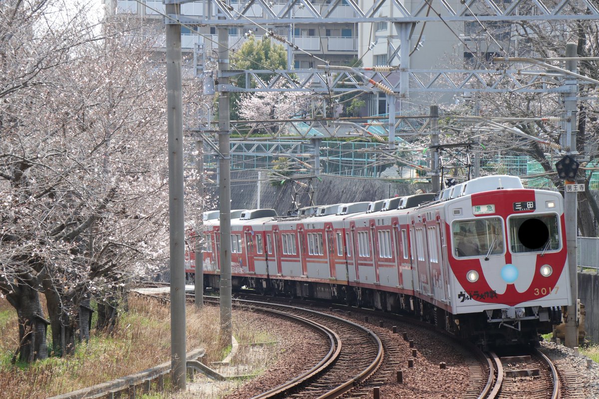 src_seals06's tweet photo. 03/28(土)
神戸電鉄 3015f 3017f
ウルトラマンラッピングを見れるのも最後かなと思い色んな場所で撮影して来ました。
少しですが桜と一緒に撮影できて良い思い出になりました。 https://t.co/eUKghkYriX