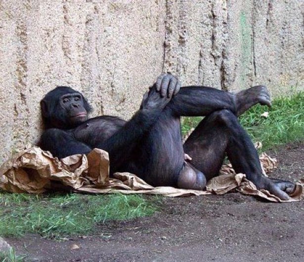 Danbima yila tweet media