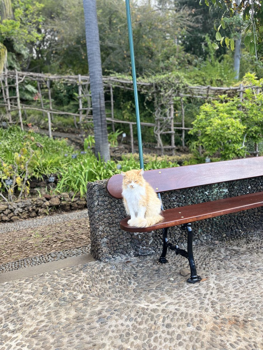 MissPitufita's tweet image. Botanischer Garten in Funchal.
War sehr schön, wenig Besucher. Es hat halt noch nicht so viel geblüht. Ich fand den Kakteen-Garten sehr beeindruckend.
#madeira