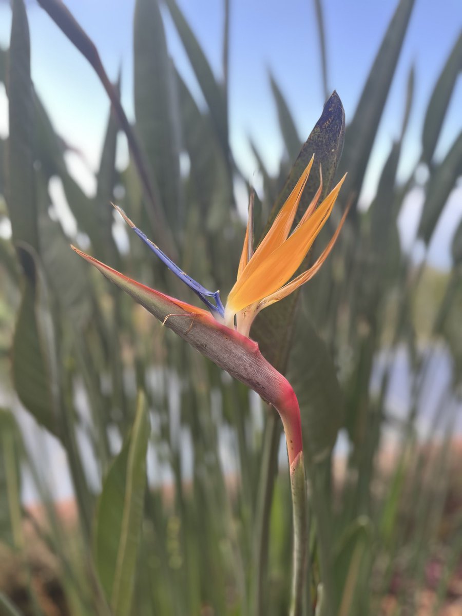 MissPitufita's tweet image. Botanischer Garten in Funchal.
War sehr schön, wenig Besucher. Es hat halt noch nicht so viel geblüht. Ich fand den Kakteen-Garten sehr beeindruckend.
#madeira