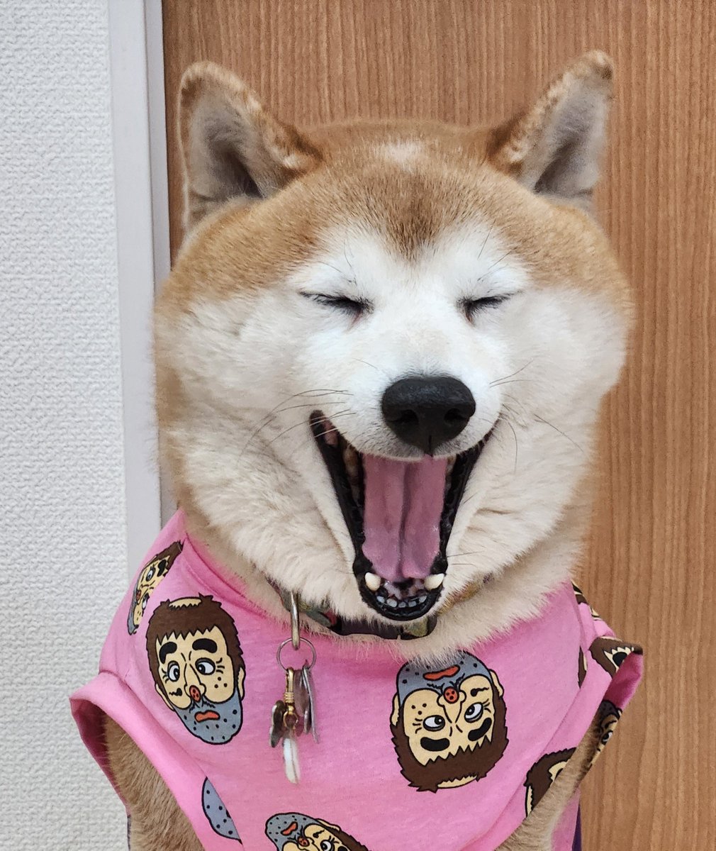 ペコ丸 tweet media