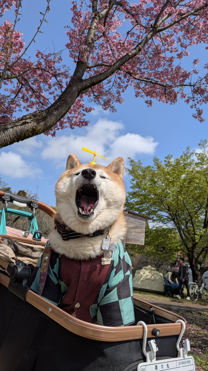 ペコ丸 tweet media