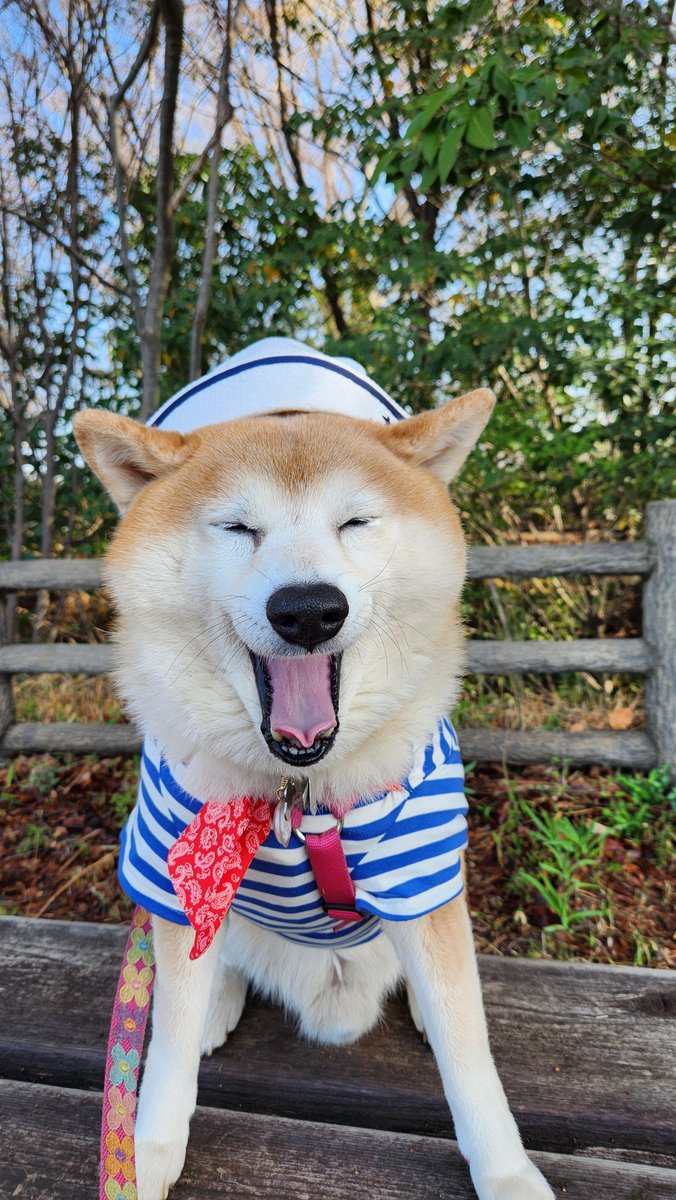 ペコ丸 tweet media