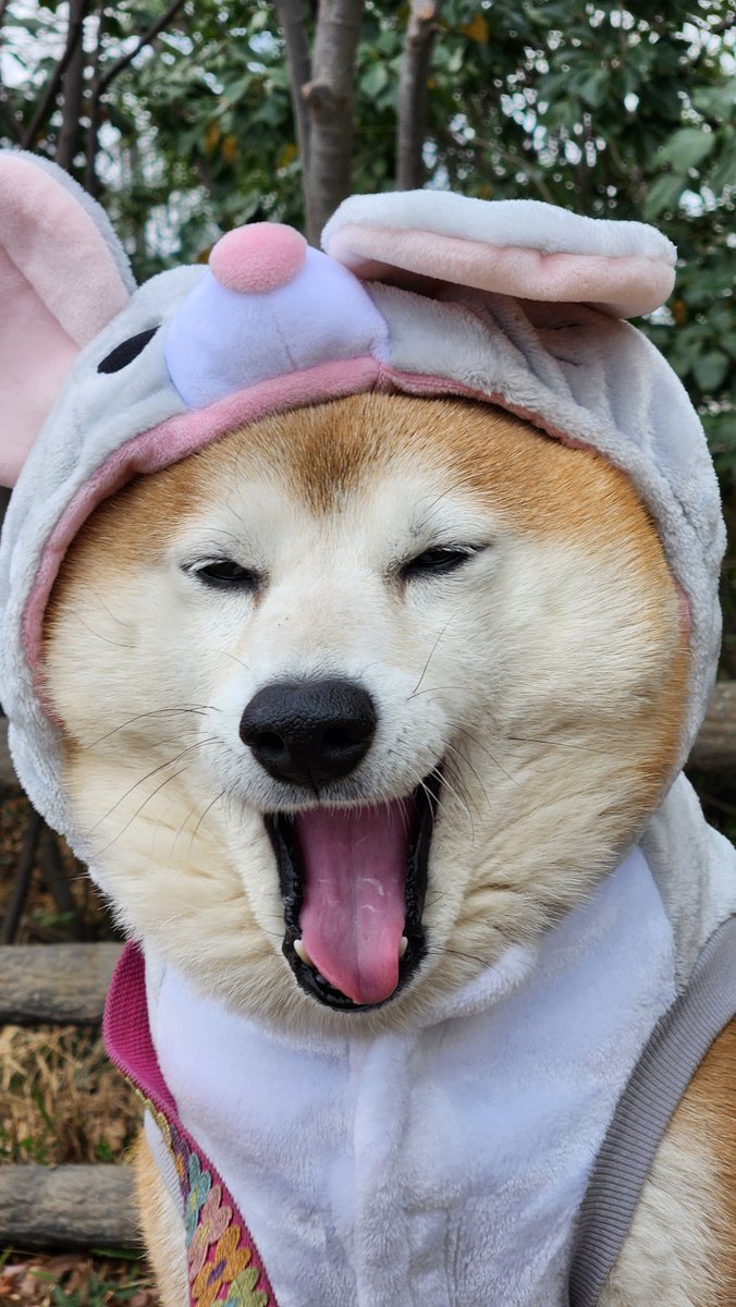 ペコ丸 tweet media