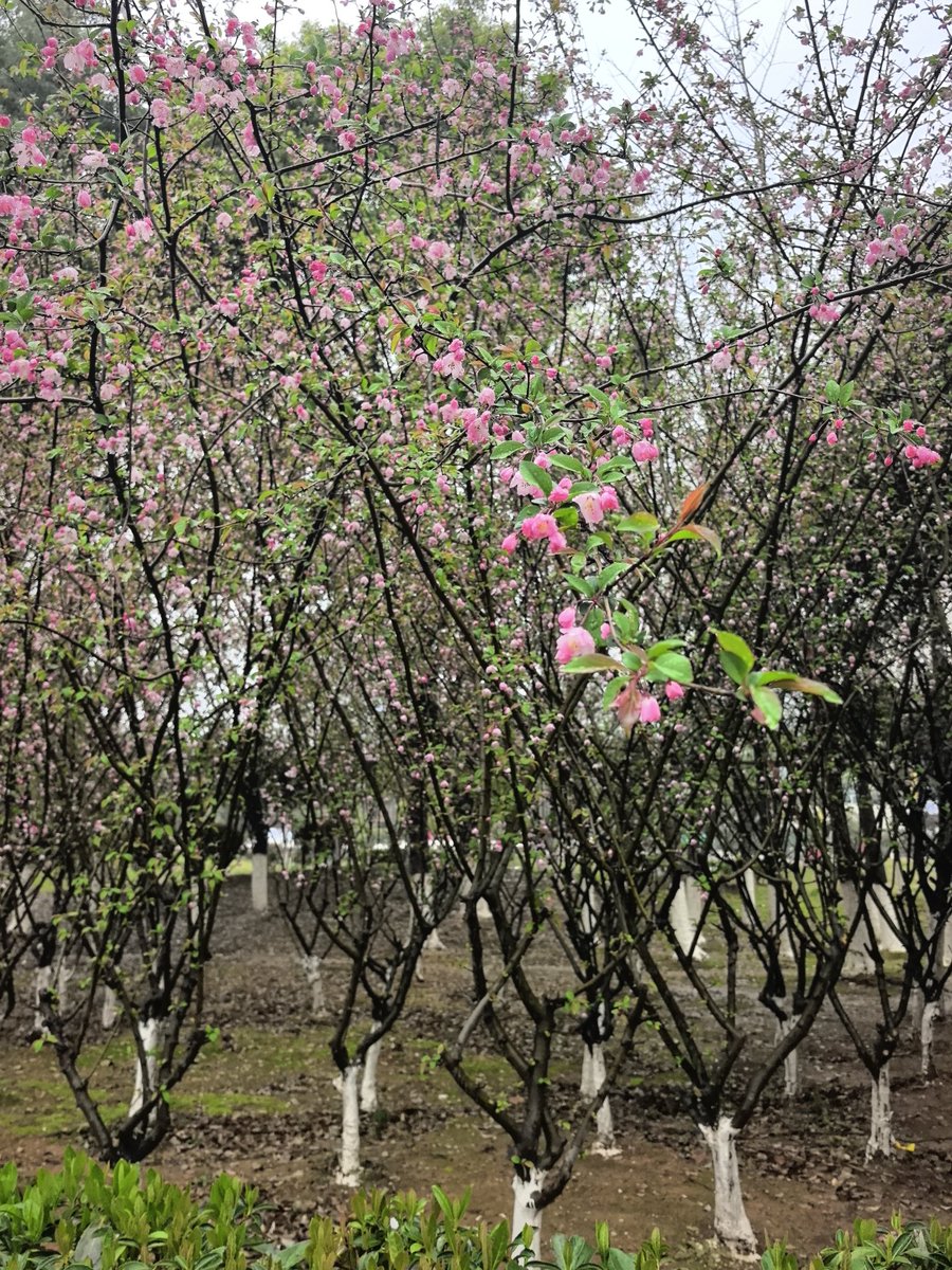 huyingxin2's tweet photo. https://t.co/0BiksQG3Be