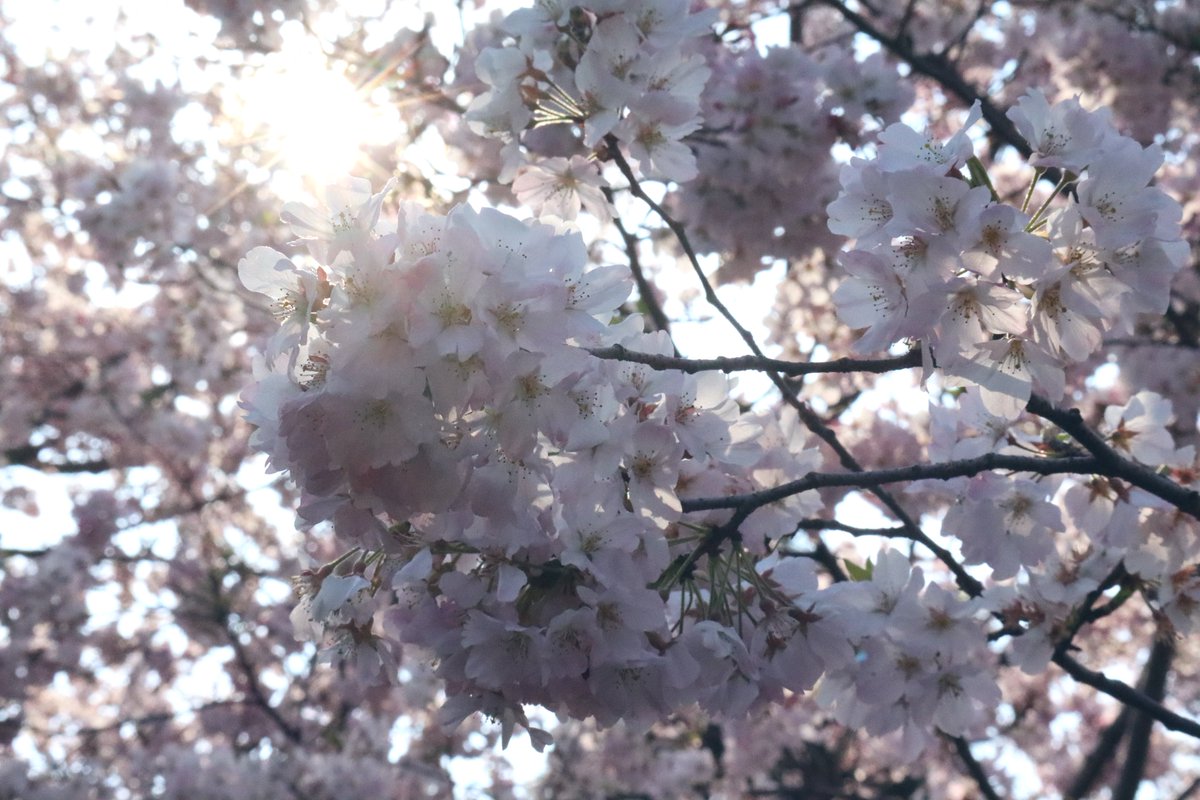 おかのん tweet media