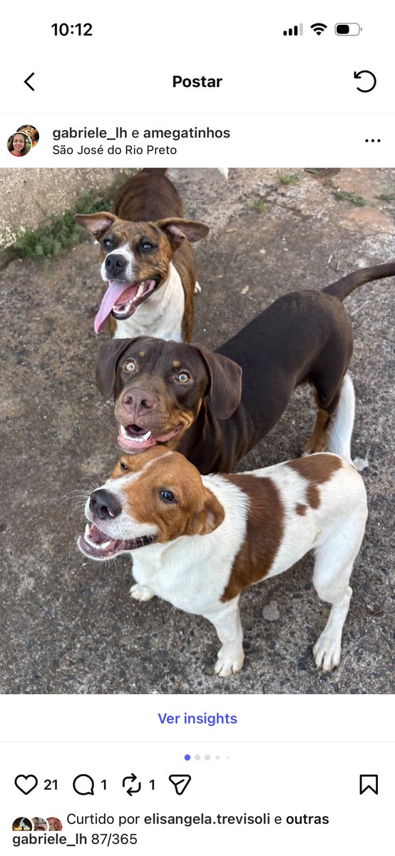 Gabriele Lima #NãoCompreAdote tweet media