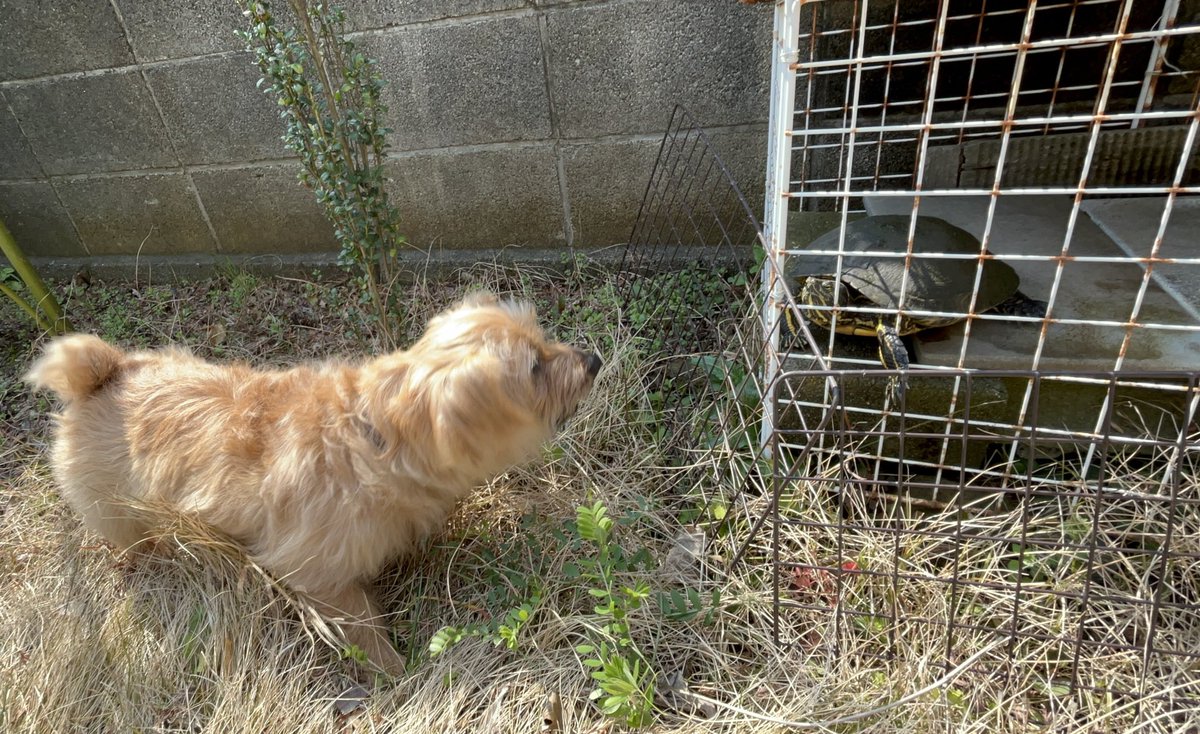 チャチャ tweet media