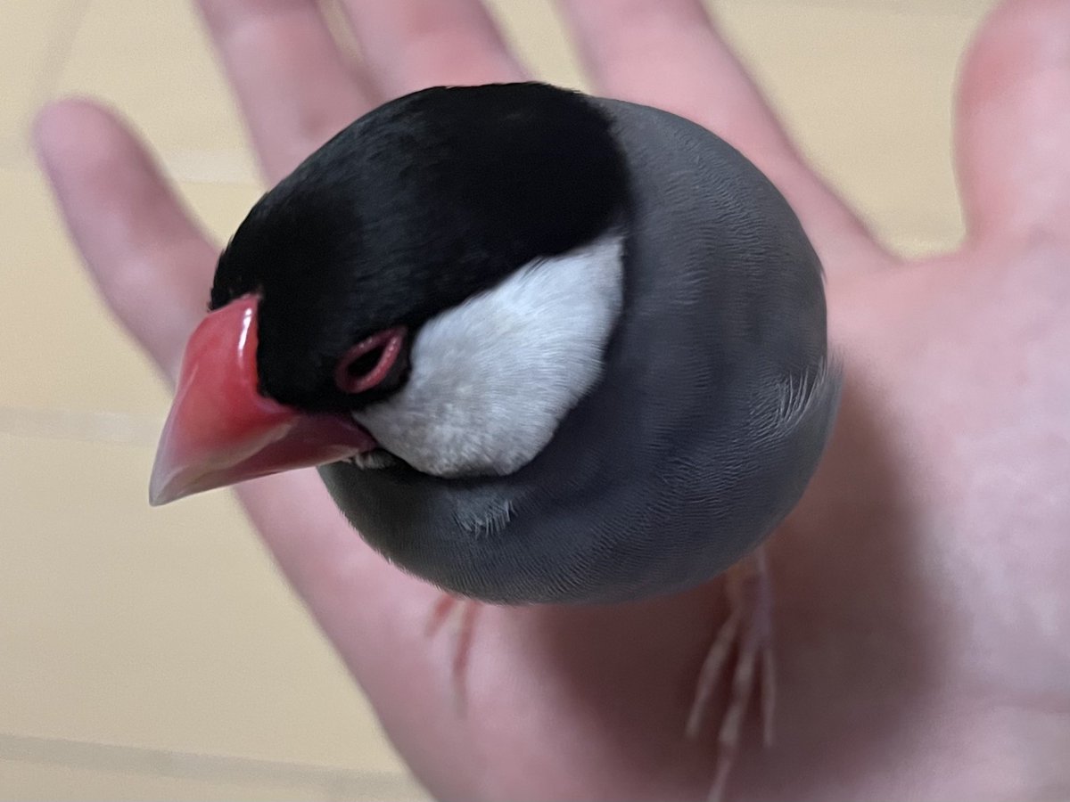 ﾗﾌﾞﾘｰらいかたゅ tweet media