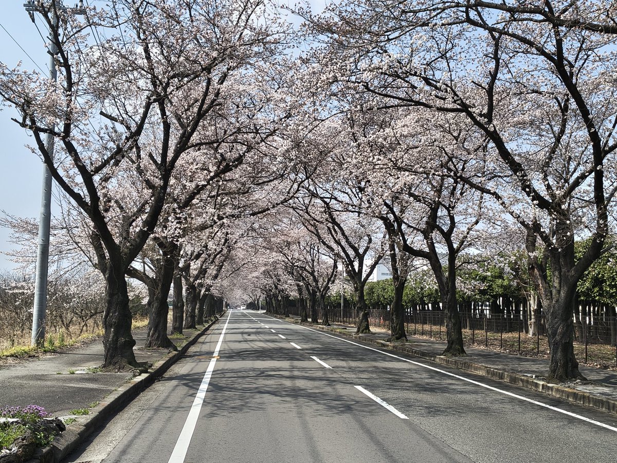 nightflight_36's tweet photo. 桜並木きれいだった https://t.co/YAscUaW2oE
