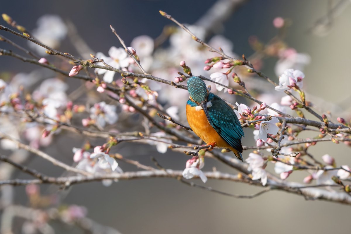f22_aces2's tweet photo. ３月２９日
マイフィールドのカワセミが桜🌸の枝に止まってくれました。
#野鳥
#カワセミ
#CANON https://t.co/d4IJl0hp3Y