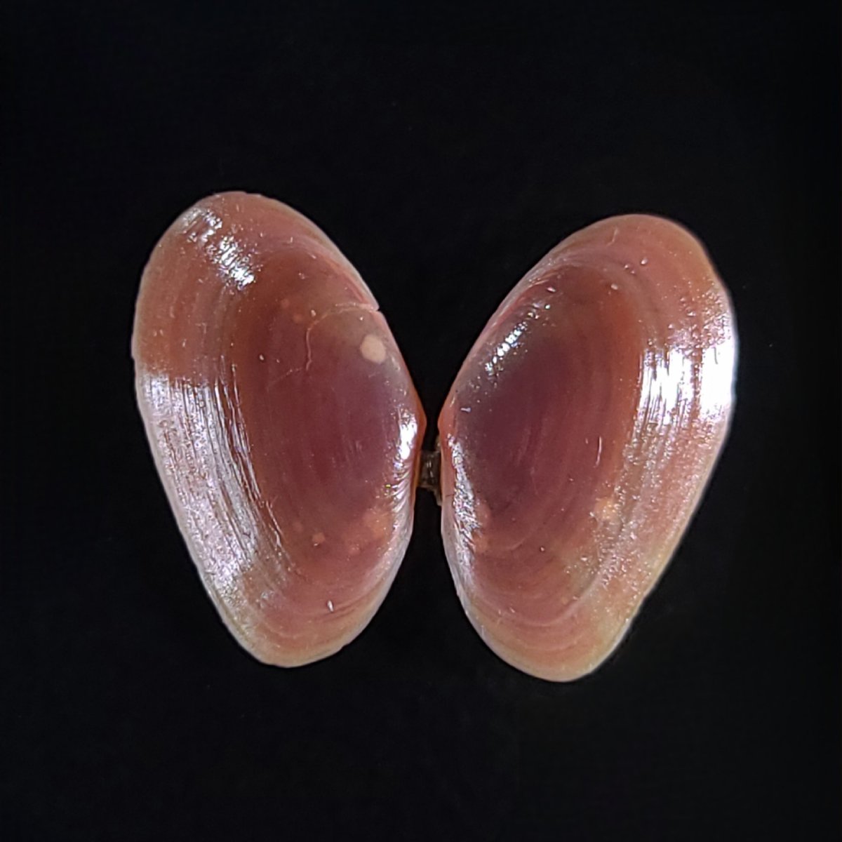 高丘鷺 tweet media