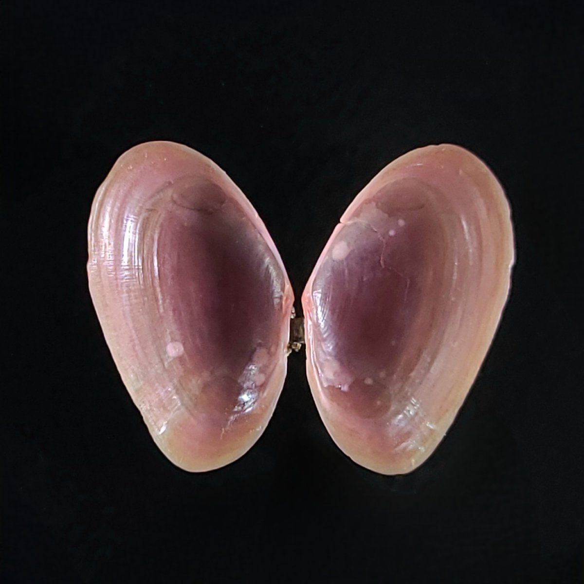 高丘鷺 tweet media