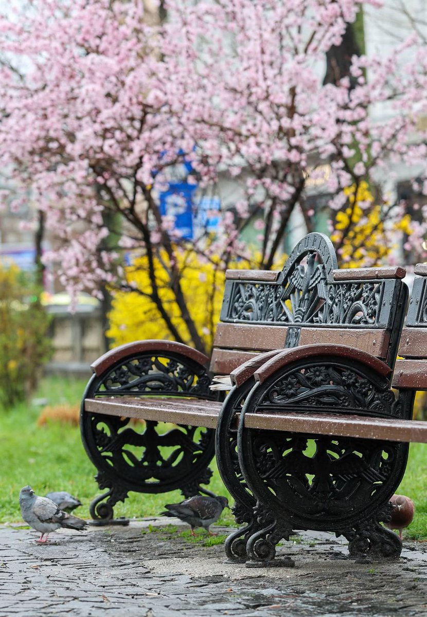 Travel_2Romania's tweet image. 🎀 București &amp;amp; Magnolii - 28 martie, 2026 🌸🌿☔
#SpringRain
Primăvara își face simțită prezența timid în București, iar primele flori încep să coloreze orașul după zilele reci de iarnă.
📸 București