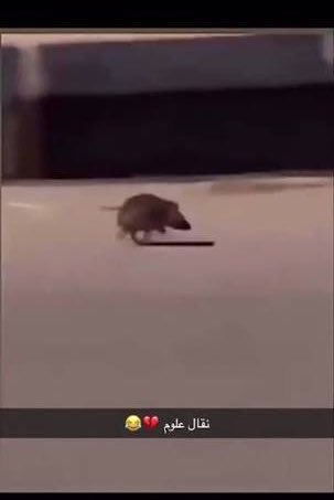 abdulrhman tweet media