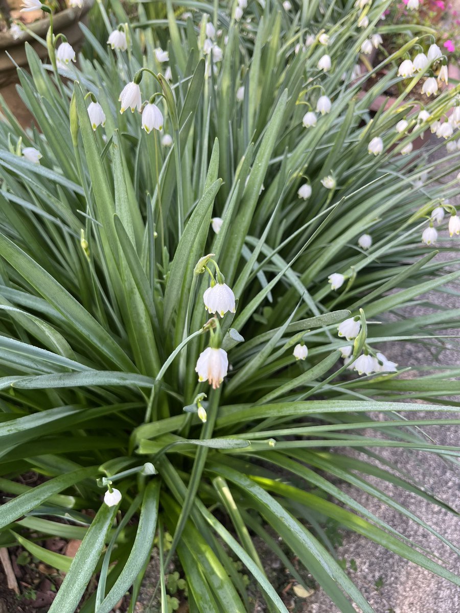 こはたろ支店長 tweet media