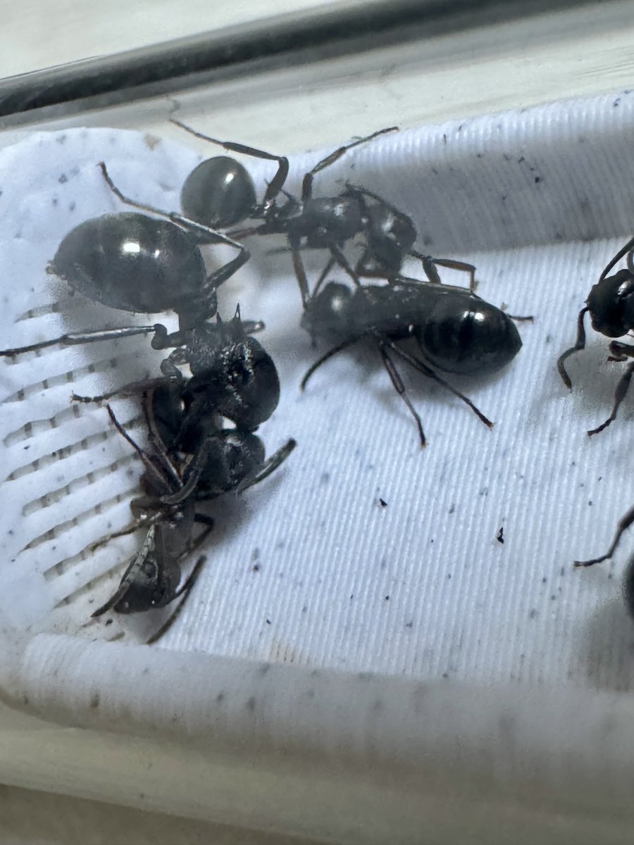 ロードバイク そろそろ脱・初心者 tweet media