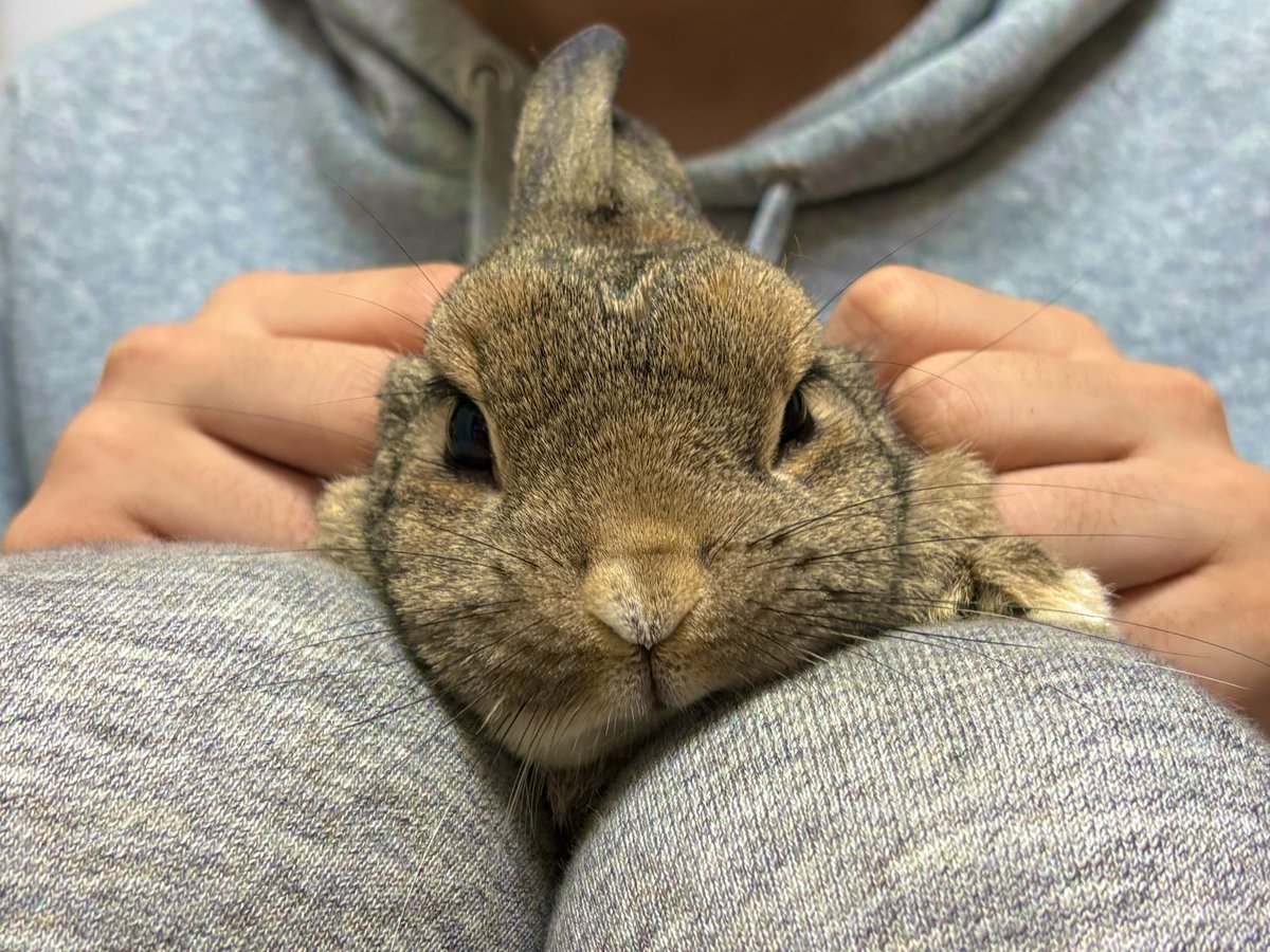 うさぎのちゃっぴー tweet media