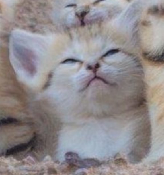 Sofi Mattioli tweet media