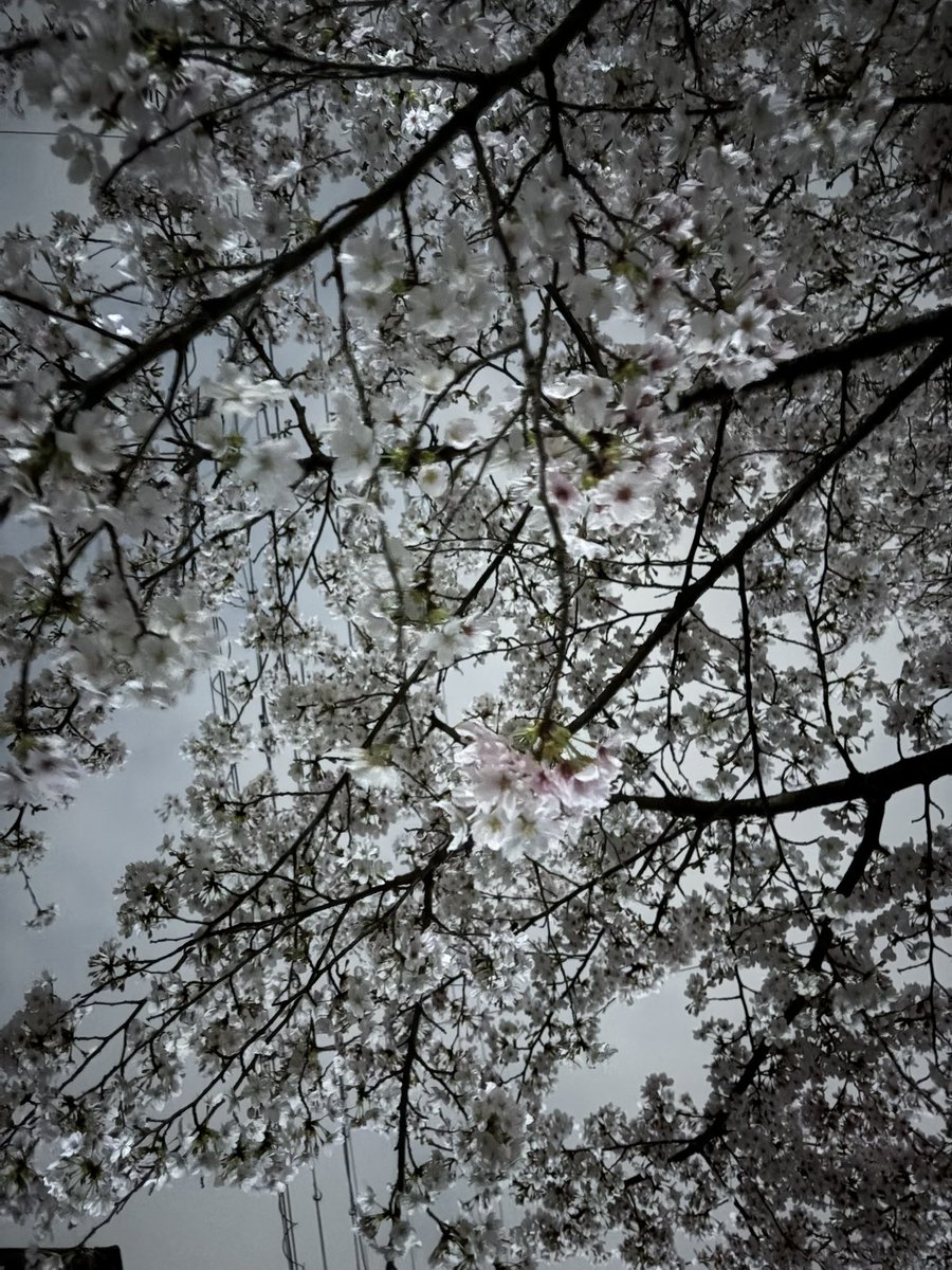 三権倒立 tweet media