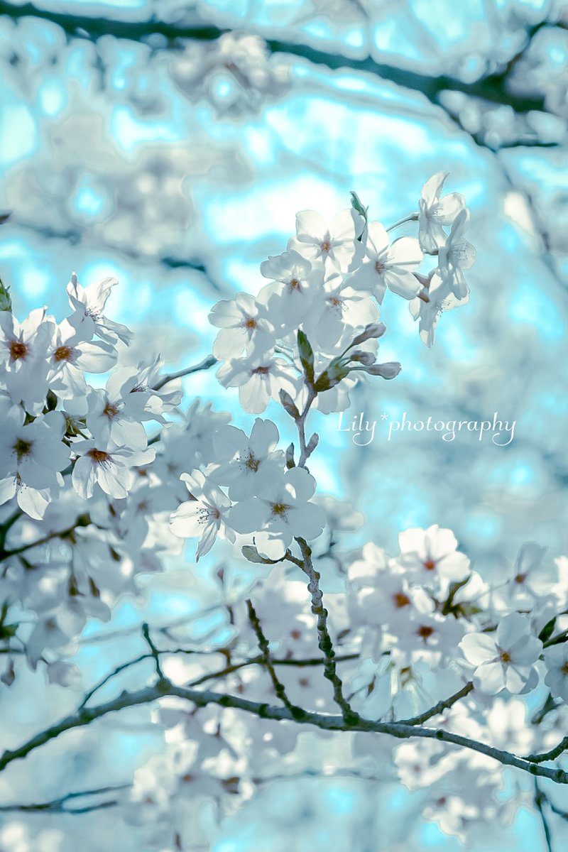 お久しぶりです.* 𖥧⚘
皆さんお元気ですか
わたしはやっと春を探しに来たところです𖤣𖥧𖡼.𖤣𖥧
待っててくれた方
ありがとう