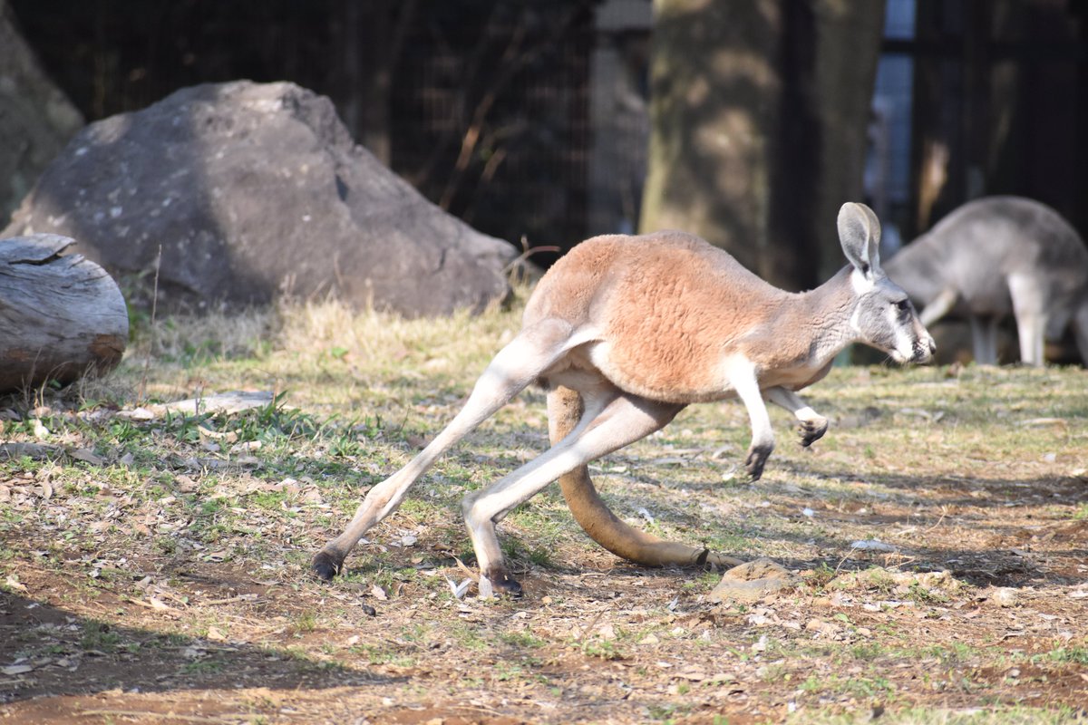 あかね akane tweet media
