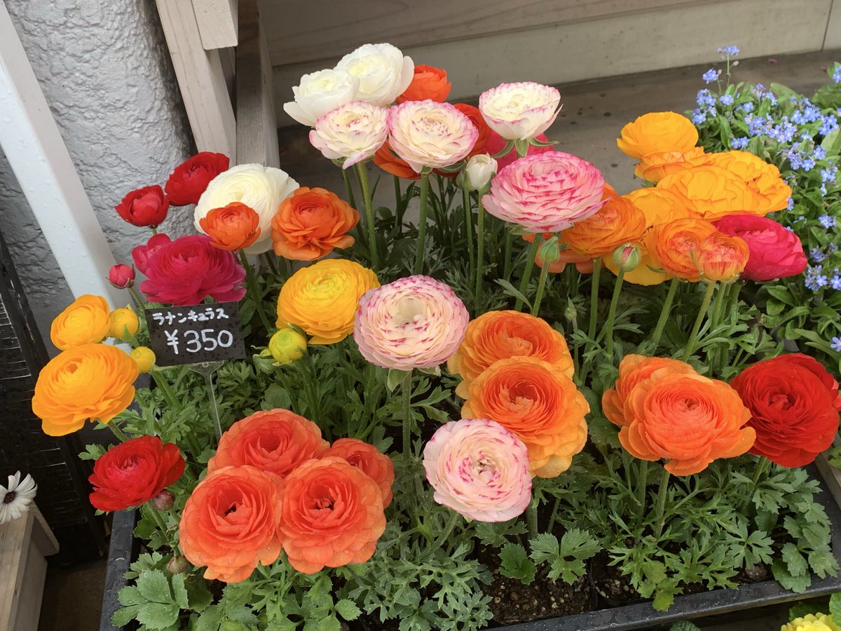 苺みるく🍓(⁎ᴗ͈ˬᴗ͈⁎)..*゜感謝♥️ tweet media