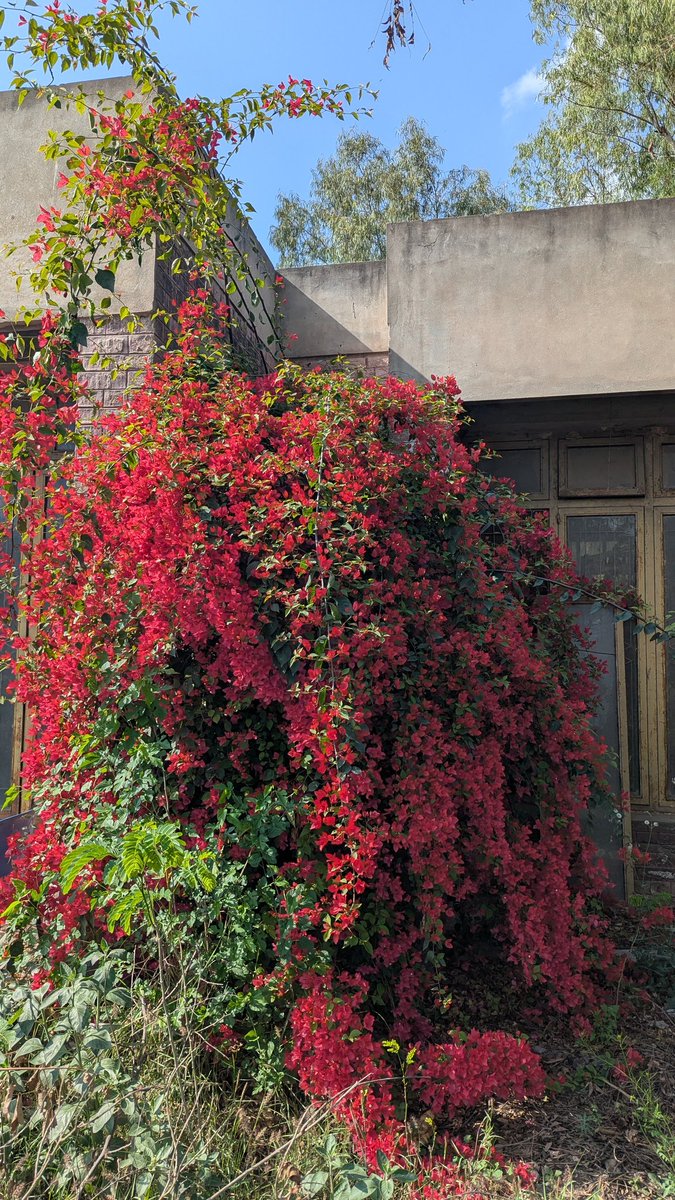 — bougainvilleas II, March '26