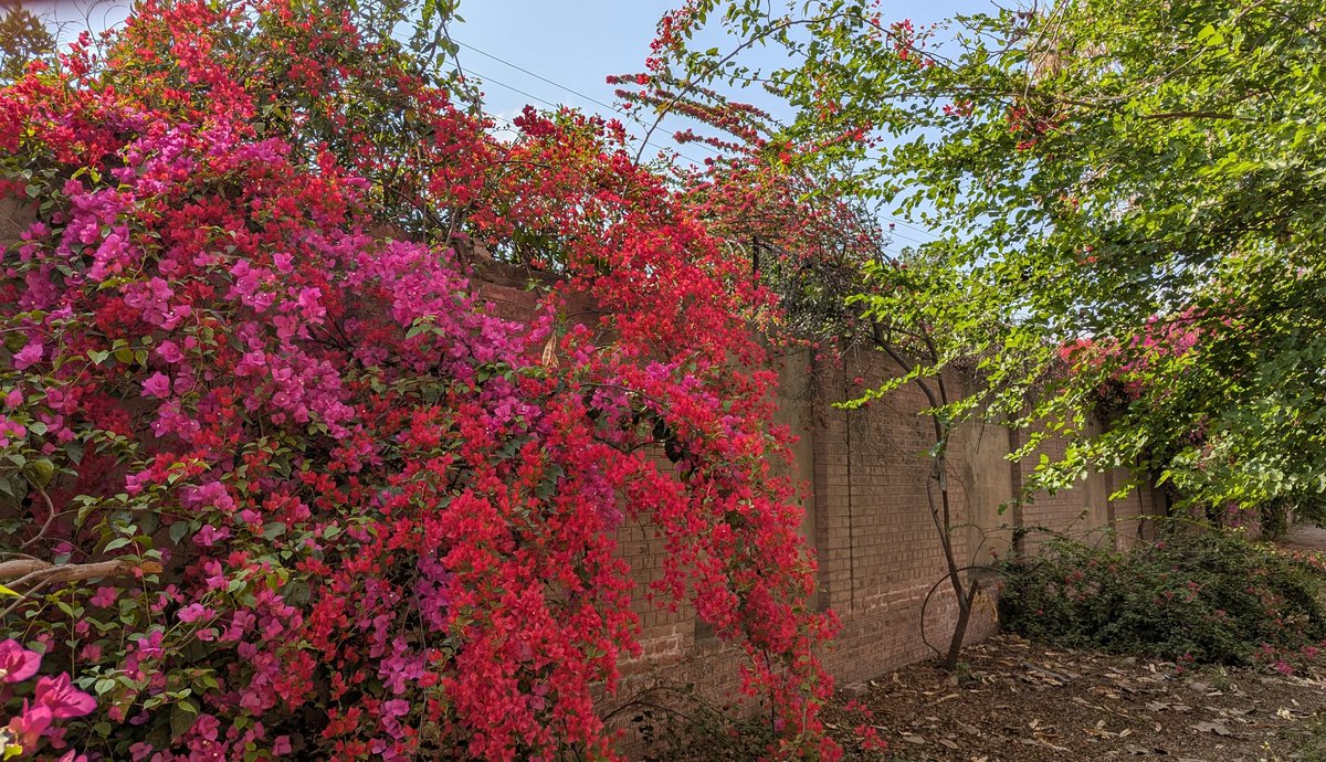 punnu__khan's tweet photo. — bougainvilleas II, March '26 https://t.co/yqaFR5N0BZ
