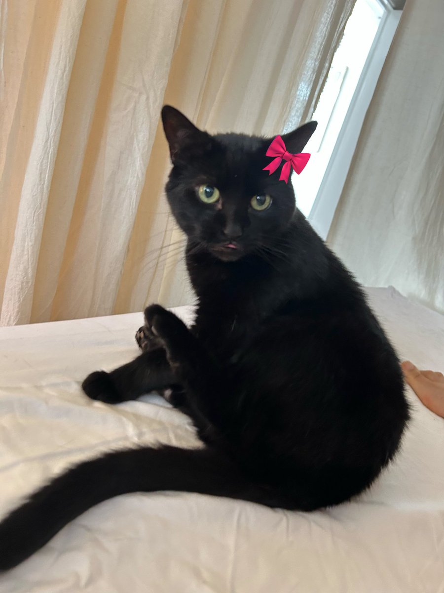 🇵🇸Katniss Viviénne Everbean Mellark Ghauri tweet media