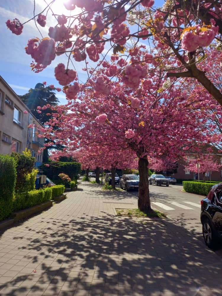 François Tahon tweet media