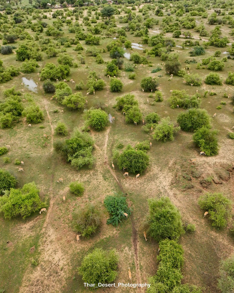 Thar_Desert_Photography tweet media