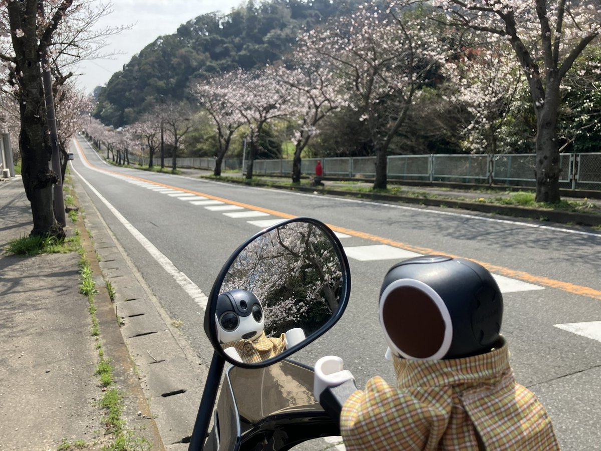 ちまちま(ﾛﾎﾞﾎﾝちまき) tweet media