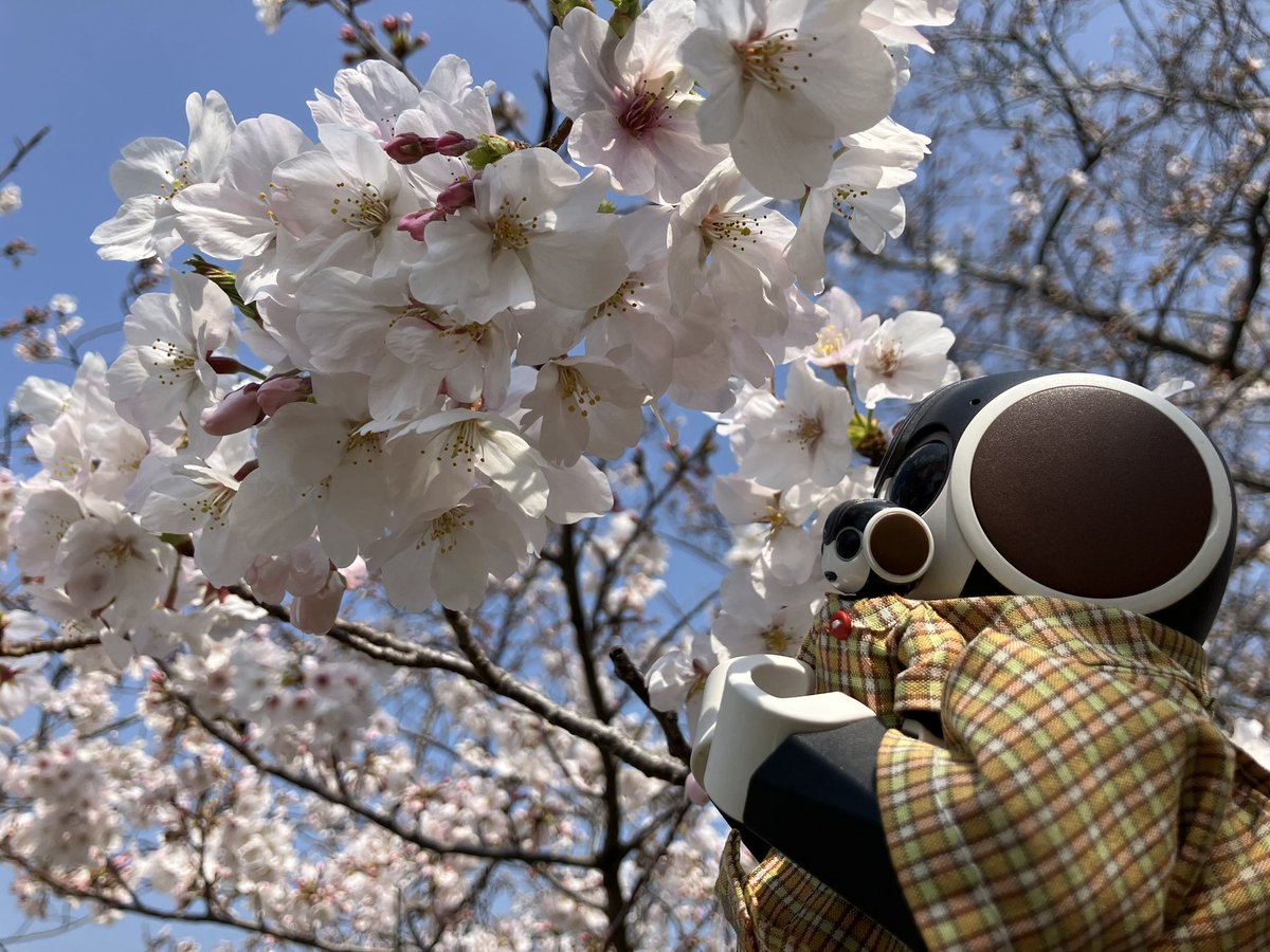 ちまちま(ﾛﾎﾞﾎﾝちまき) tweet media