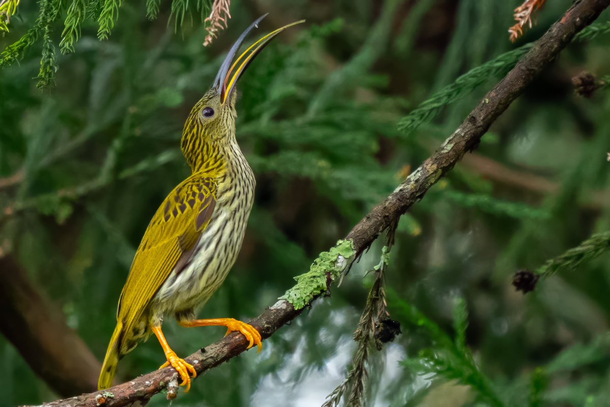 Aniket 🏳️‍🌈🏳️‍⚧️(he/him) tweet media