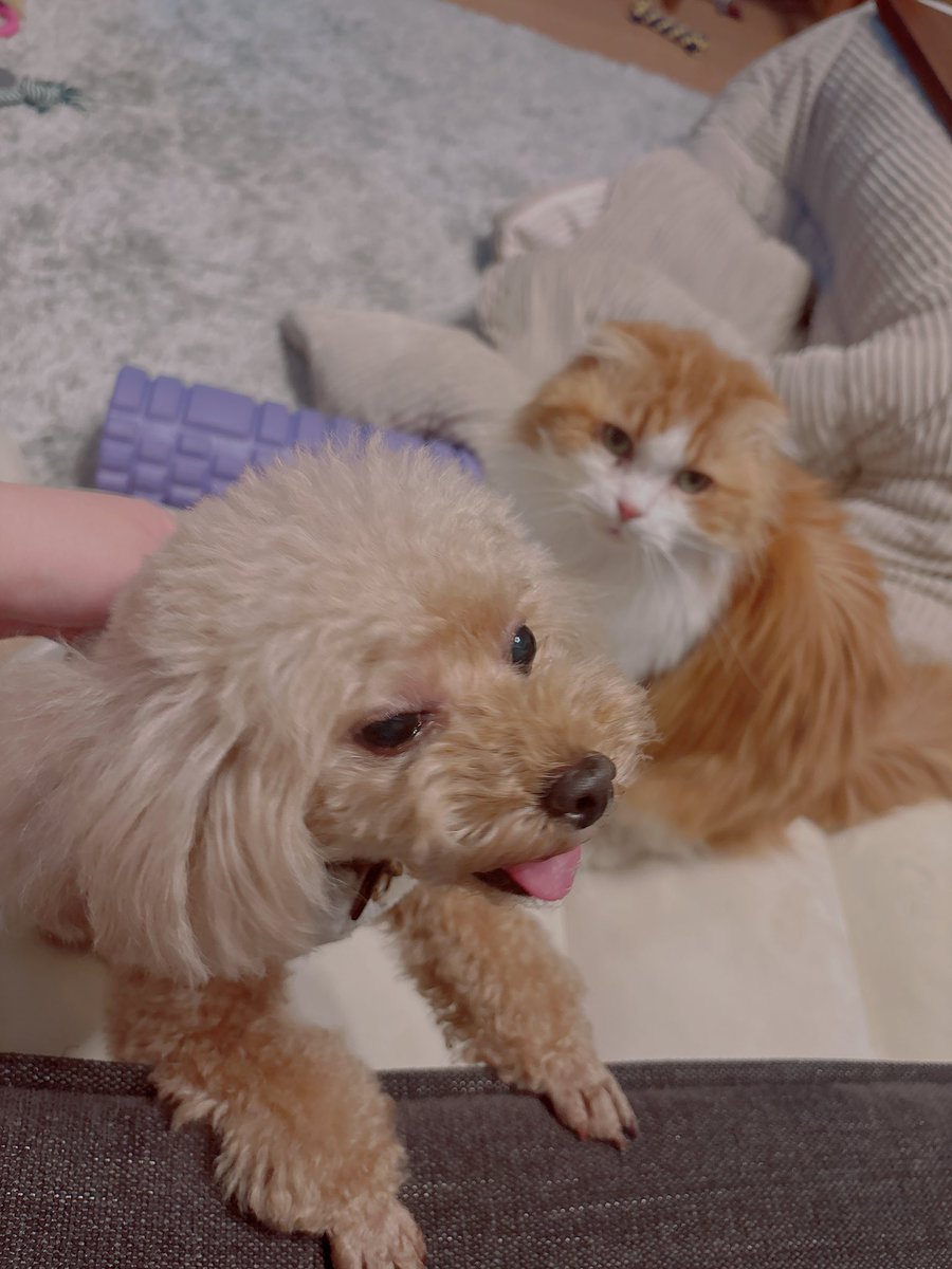 うんこ tweet media