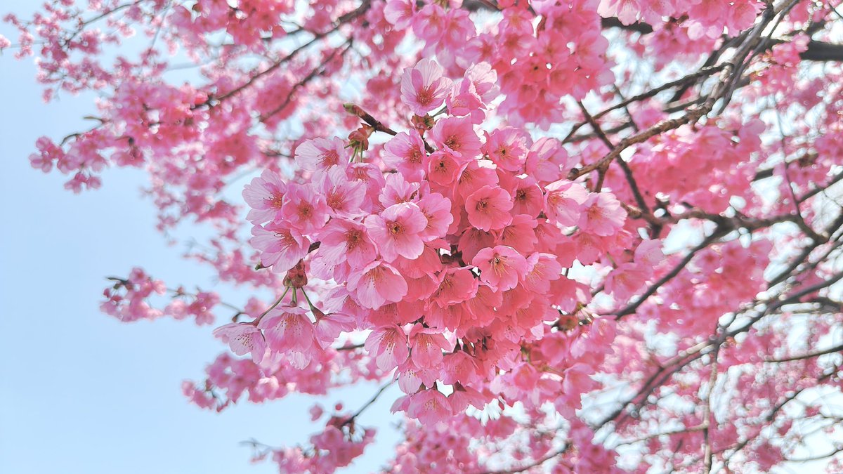 suzukotype's tweet photo. 今年の桜🌸 https://t.co/f9Cky5Lt52