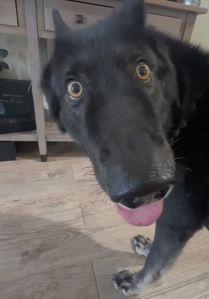 Frencore 🧡🤍💙 (SEE PIN 🐺✨️) tweet media