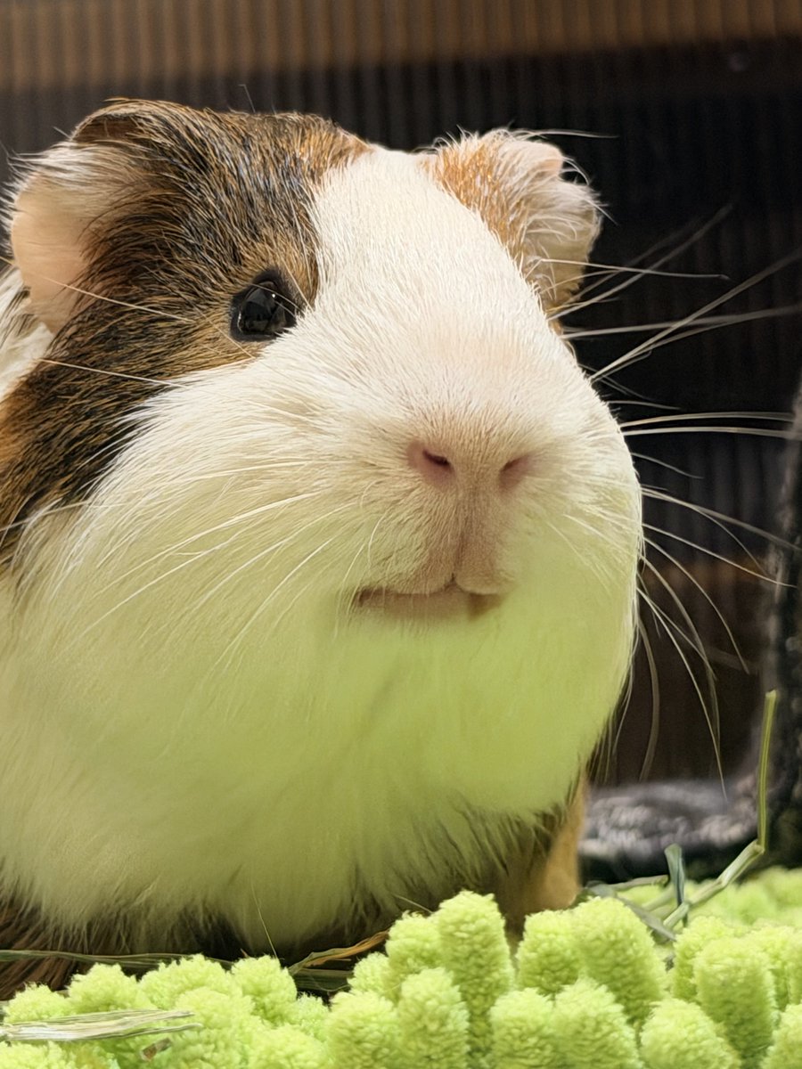 ちくわ tweet media