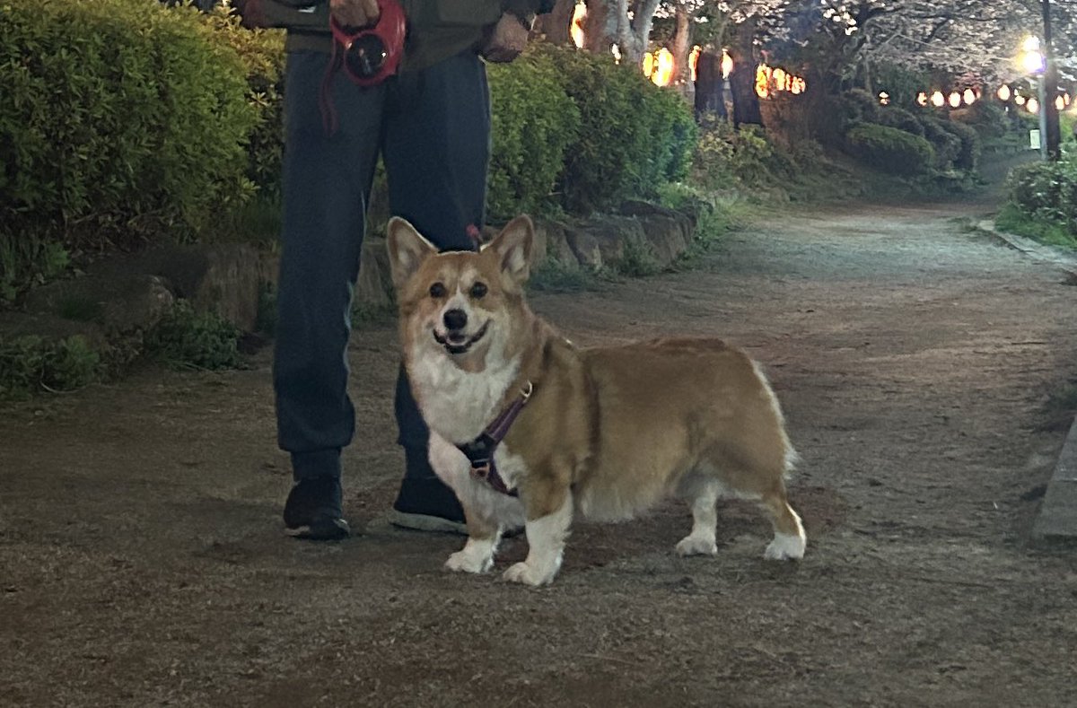 らくだ 犬と毛糸とコントローラー tweet media