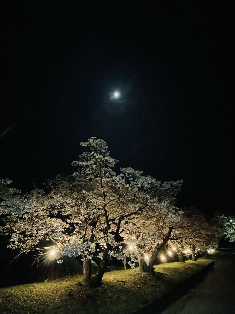 PuddingToofu tweet media