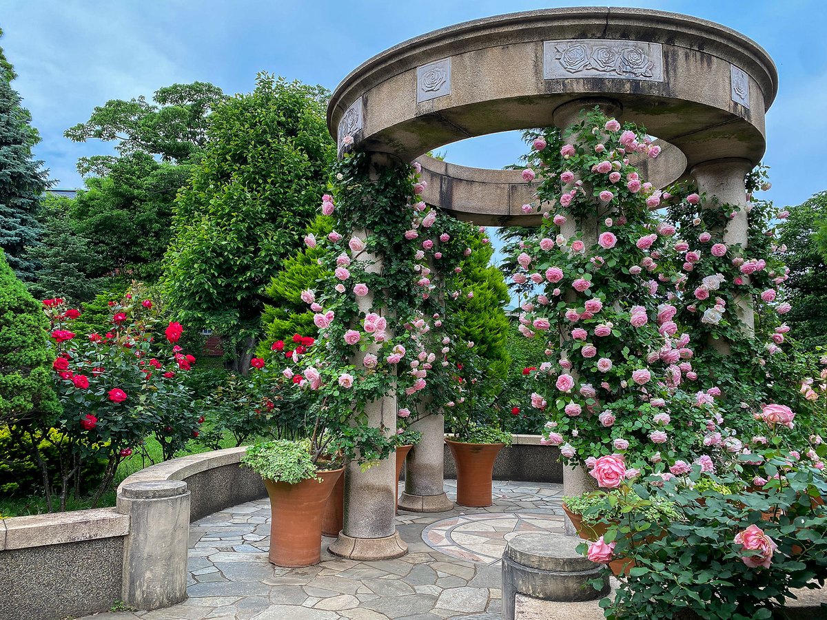 ココフリ tweet media