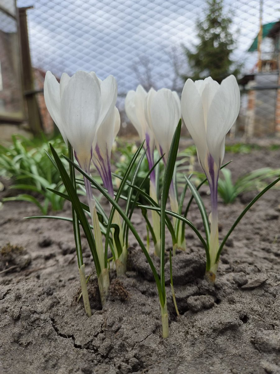 Приїхала з дачі не з порожніми руками 🌷🪻🌿