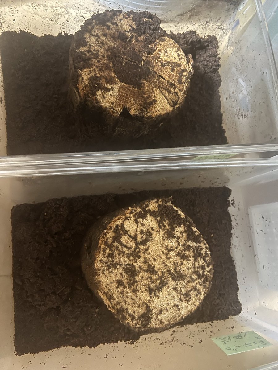 えんかうんと tweet media