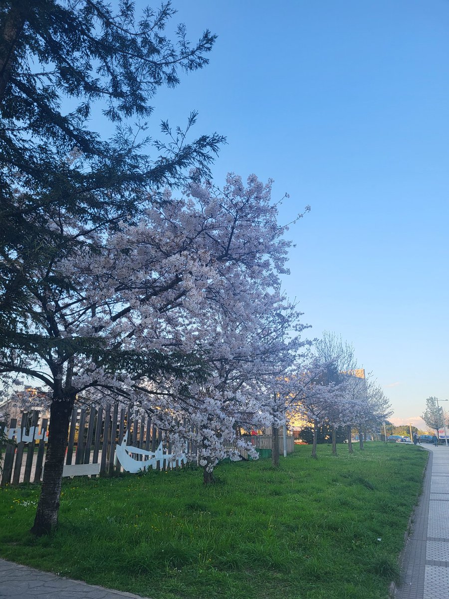 Donostilandia's tweet photo. Más primavera en #Riberas #Sanse #Donosti https://t.co/WDBPRS3FBF