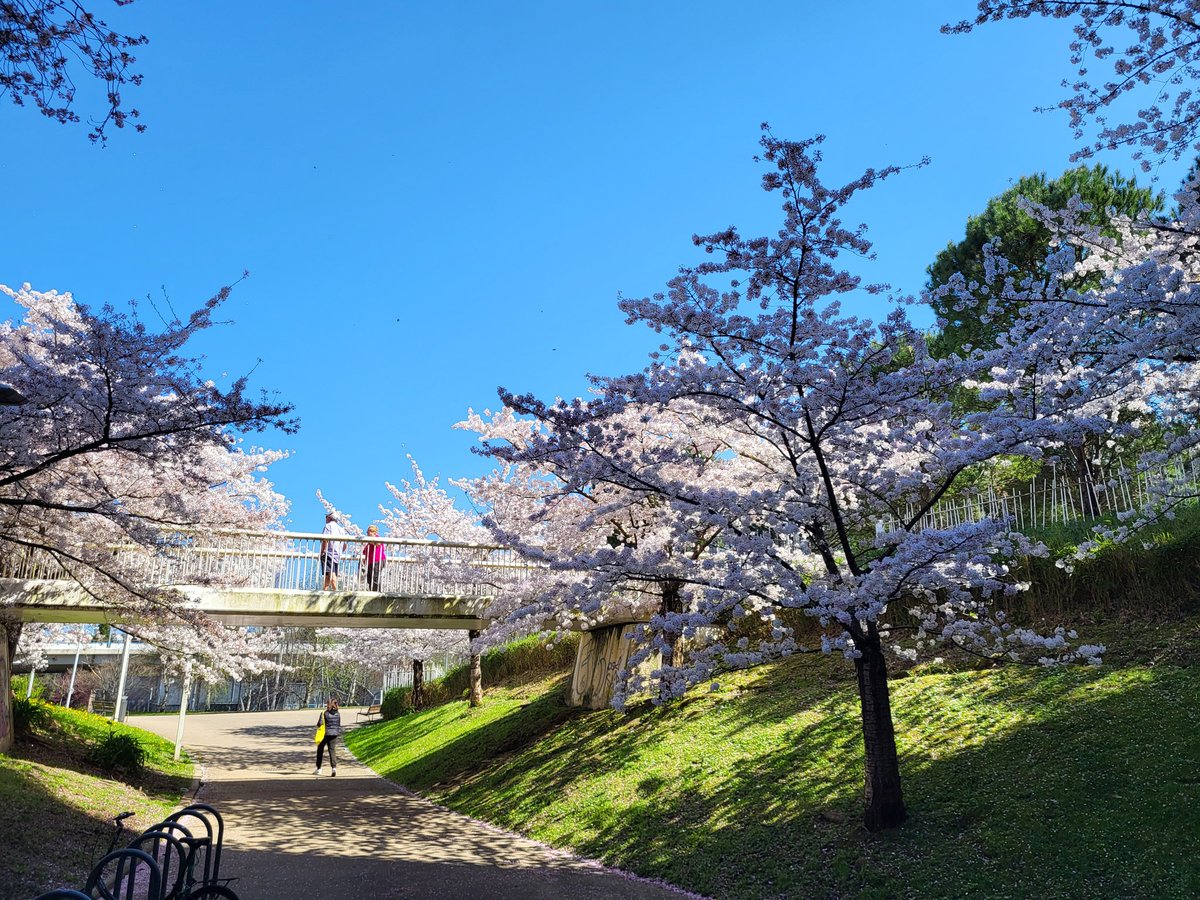 Donostilandia's tweet photo. Más primavera en #Riberas #Sanse #Donosti https://t.co/WDBPRS3FBF