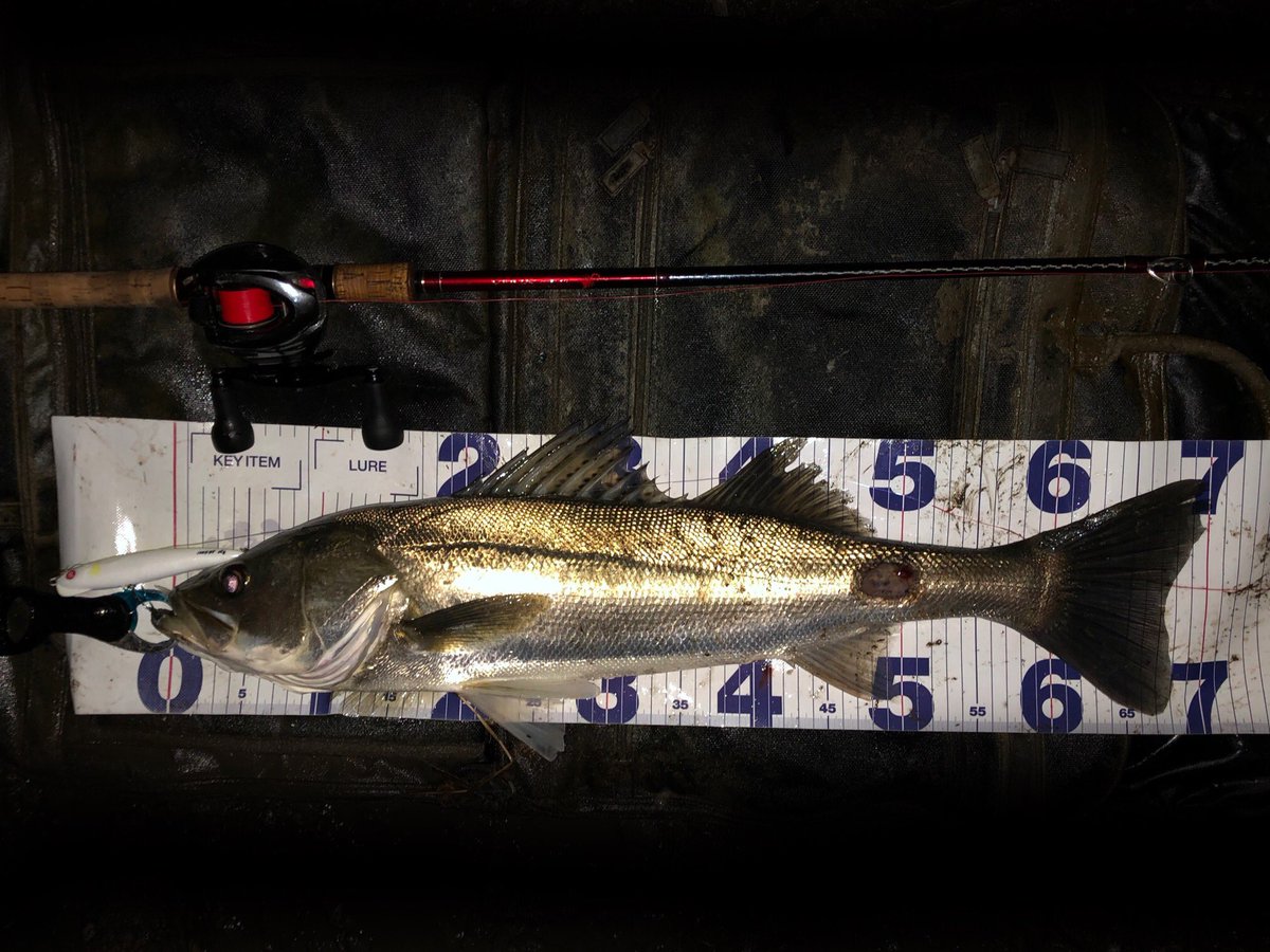 ケーマン＠シーバス初心者 tweet media