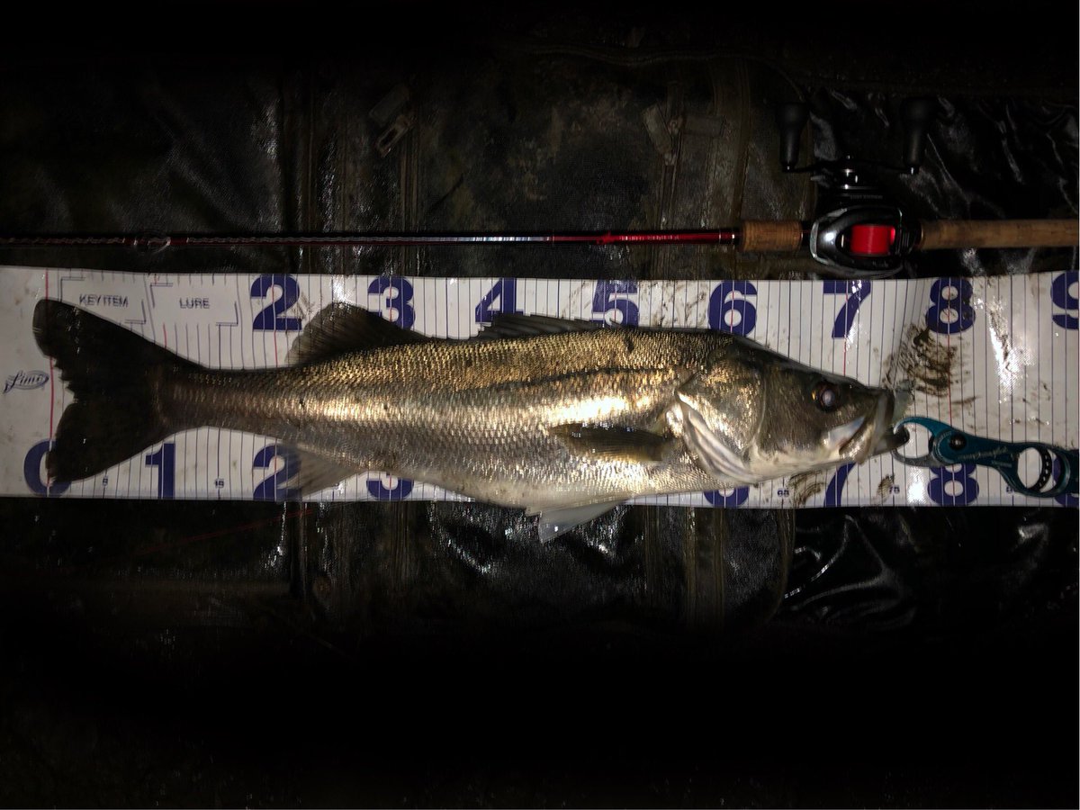 ケーマン＠シーバス初心者 tweet media